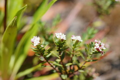 Pimelea alpina