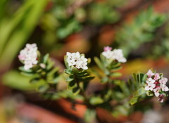Pimelea alpina