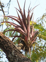 Tillandsia bourgaei