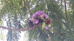 Jacaranda