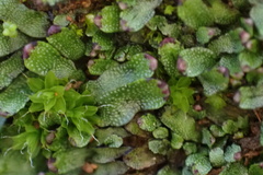 Targionia hypophylla