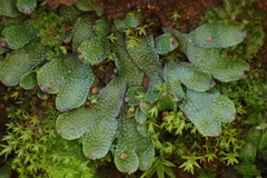Targionia hypophylla