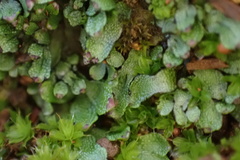 Targionia hypophylla