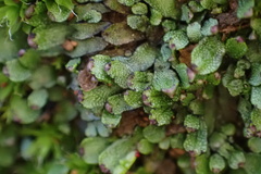 Targionia hypophylla