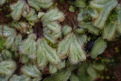 Riccia trichocarpa