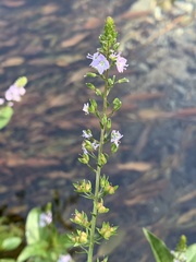 Veronica anagallis-aquatica