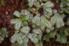 Riccia trichocarpa