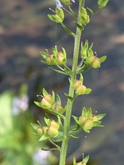 Veronica anagallis-aquatica