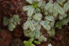 Riccia trichocarpa