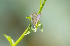 Catopyrops florinda