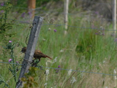 Pseudoseisura lophotes