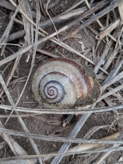 Otala punctata