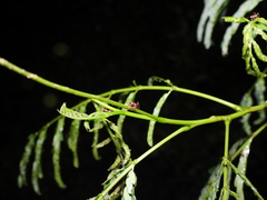 Anoplolepis gracilipes