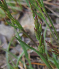 Poa secunda