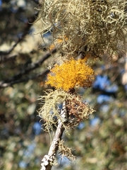 Teloschistes flavicans