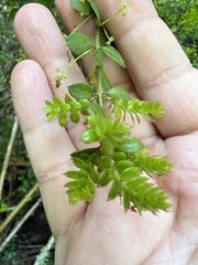 Lepidoceras chilense