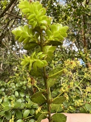 Lepidoceras chilense