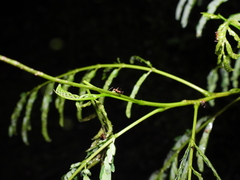 Anoplolepis gracilipes