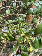 Lepidoceras chilense