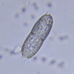 Colepidae