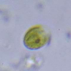 Chlamydomonadales