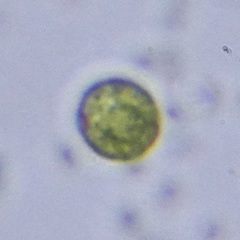 Chlamydomonadales