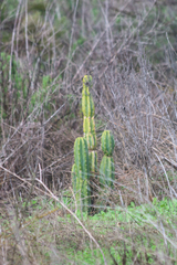 Trichocereus macrogonus
