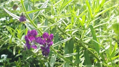 Angelonia biflora