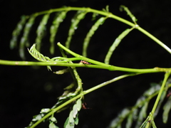 Anoplolepis gracilipes