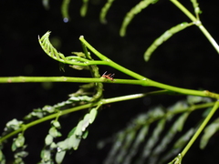 Anoplolepis gracilipes