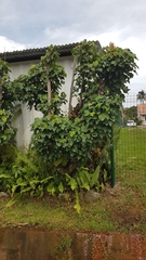 Malvales