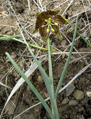 Fritillaria atropurpurea