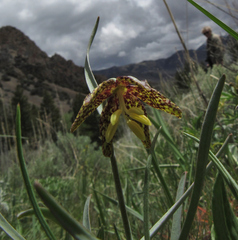Fritillaria atropurpurea