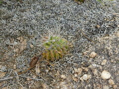 Acanthocalycium spiniflorum