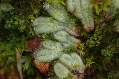 Riccia trichocarpa