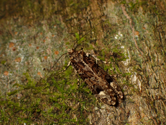 Lysiphragma epixyla