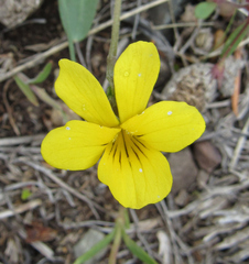 Viola vallicola