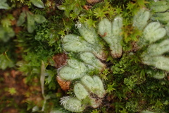 Riccia trichocarpa
