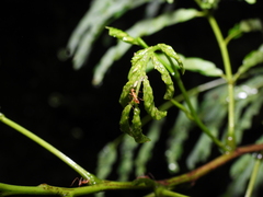 Anoplolepis gracilipes