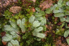 Riccia trichocarpa