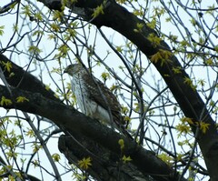 Accipiter cooperii