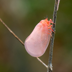 Flatida rosea