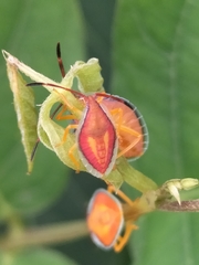 Agapophyta bipunctata
