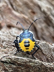 Commius elegans