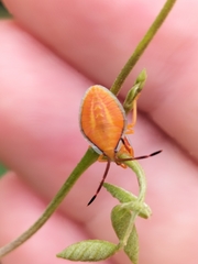 Agapophyta bipunctata