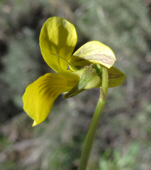 Viola vallicola