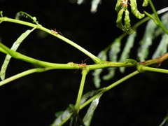 Anoplolepis gracilipes