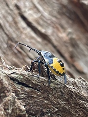 Commius elegans