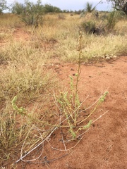 Amaranthus acanthochiton
