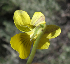 Viola vallicola